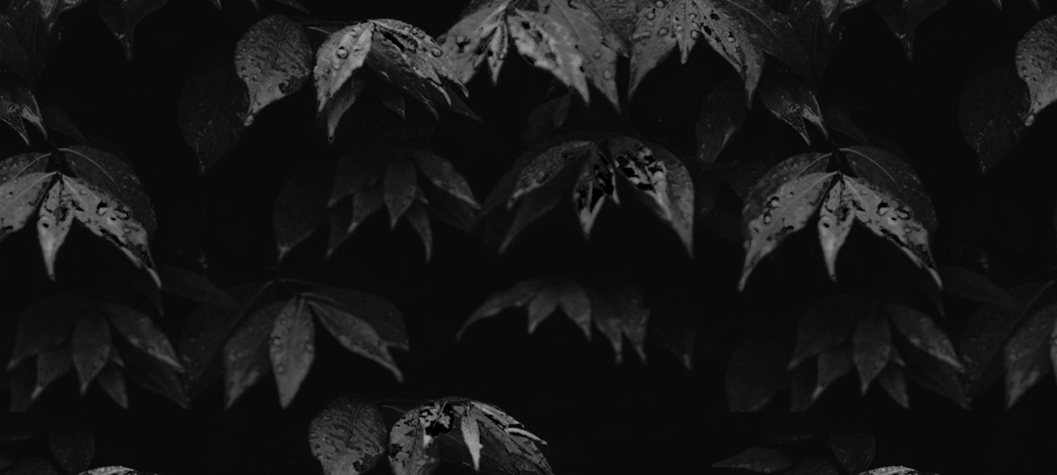 Black And White Banner Stock Photos, Images and Backgrounds for Free