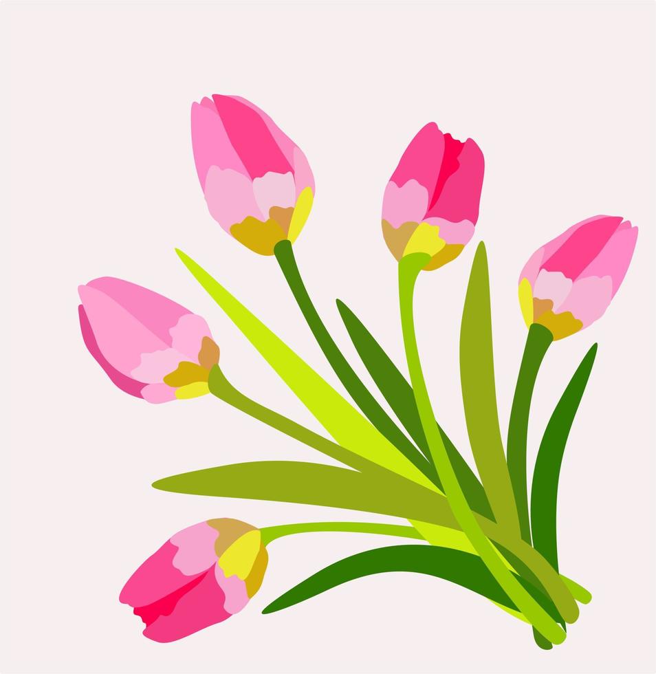 Vector isolated illustration of pink tulips.