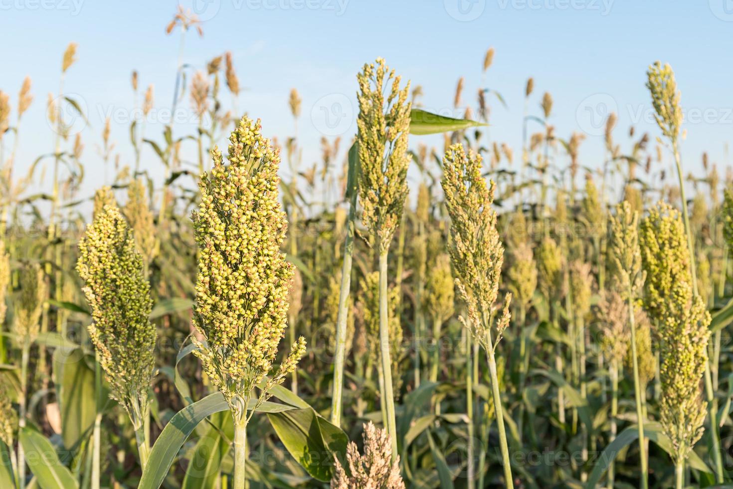 campo de sorgo o mijo foto