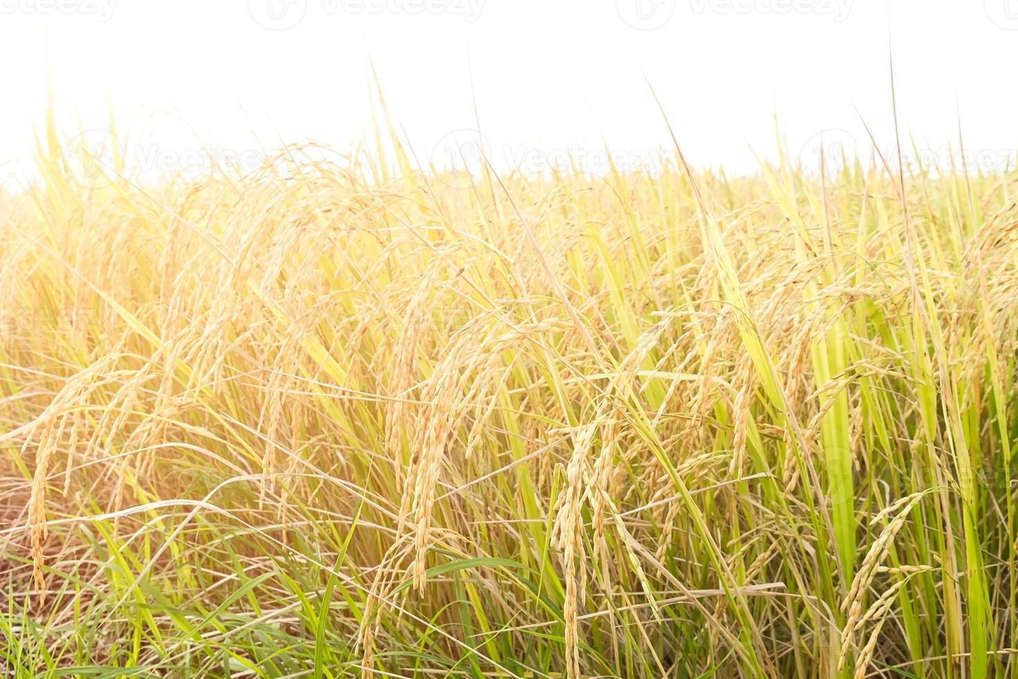 Close up rice fields photo