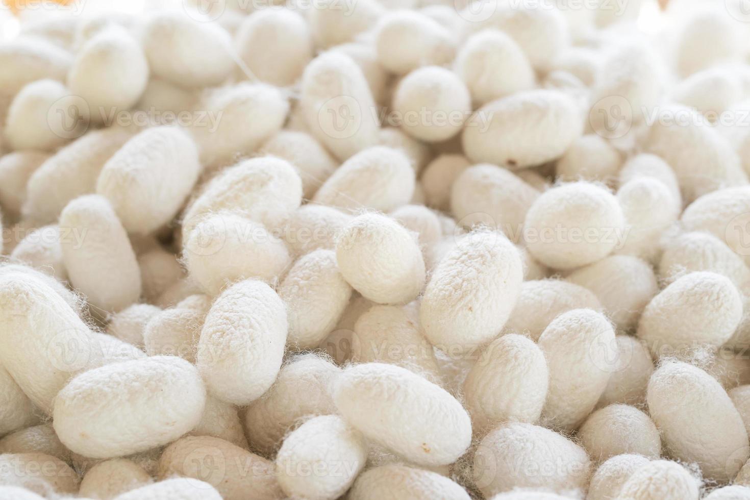 Silk cocoon that is processed to yield silk fiber photo