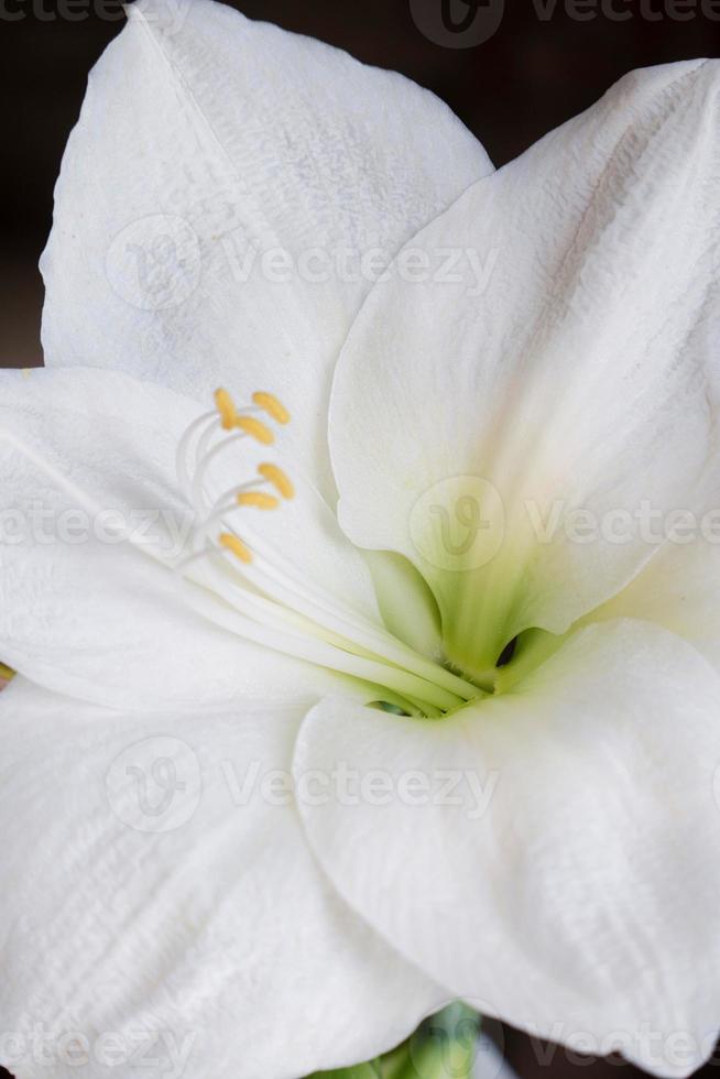 Amaryllis white flower with yellow stamens photo