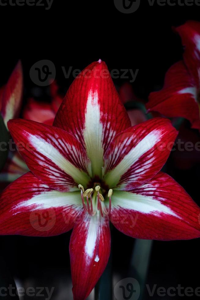 Amaryllis red flower with white stripes and a red star in the center. photo