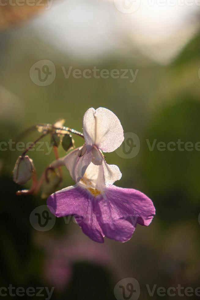 Purple flower Impatiens balfourii with white petals and a purple center. photo