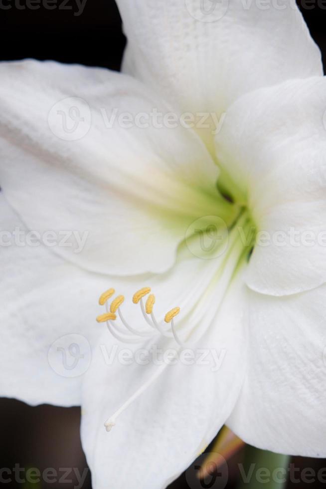 Amaryllis white flower with yellow stamens photo