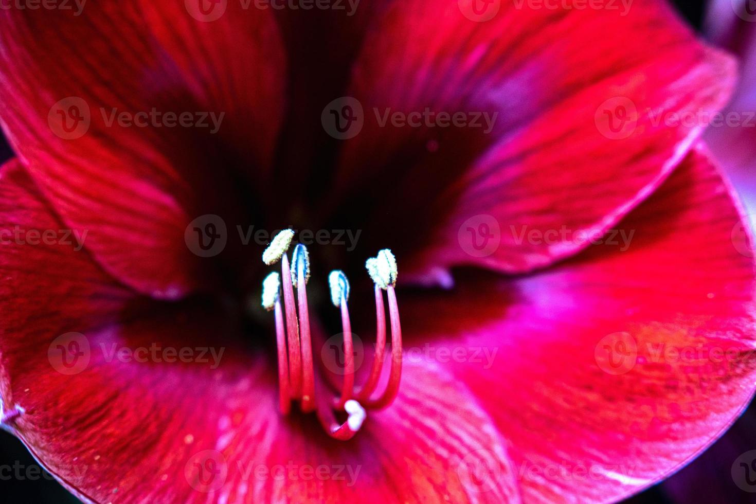 Amaryllis Red flower with the white stamens on it photo
