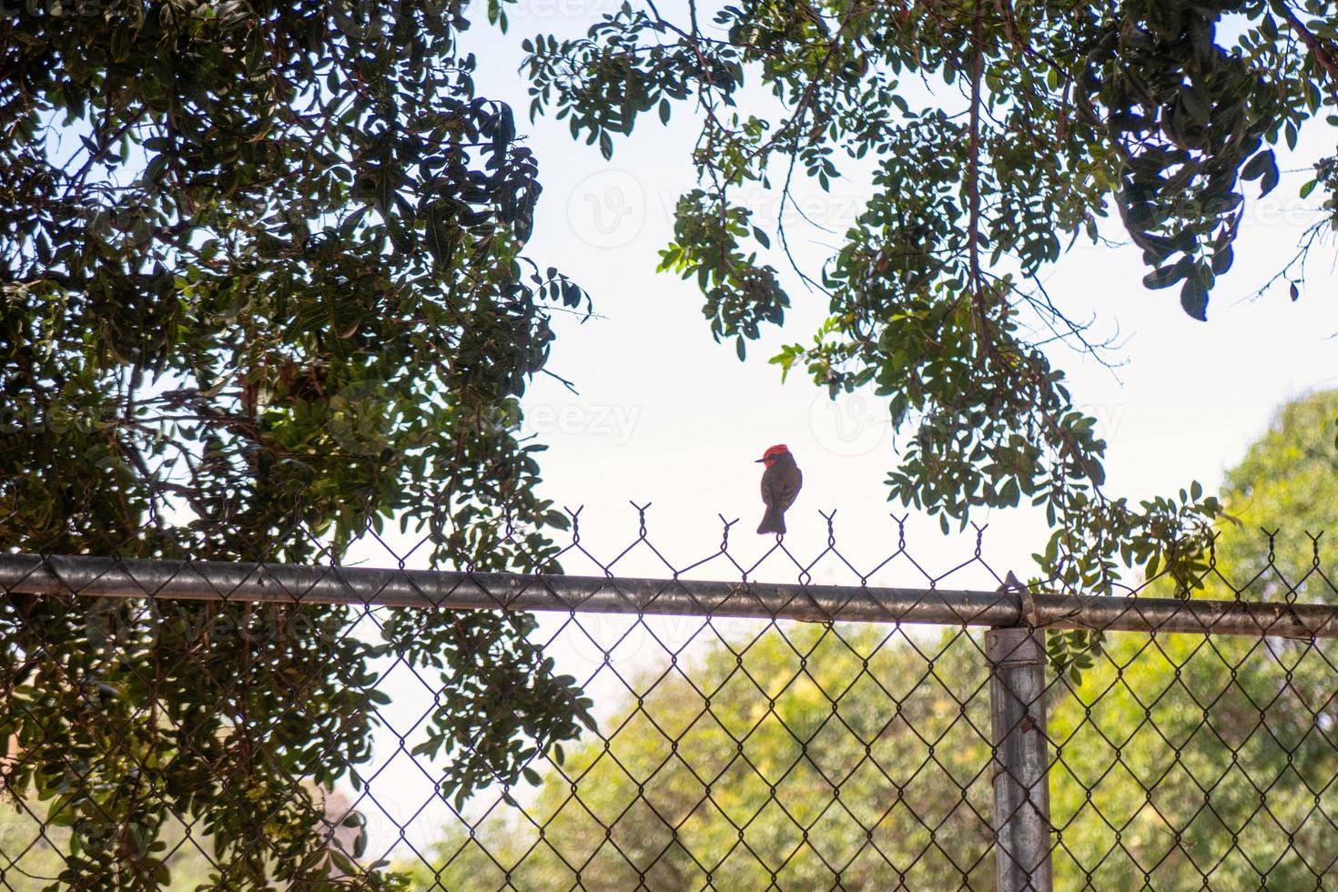 Bird is perched on a fence with trees in the background. photo