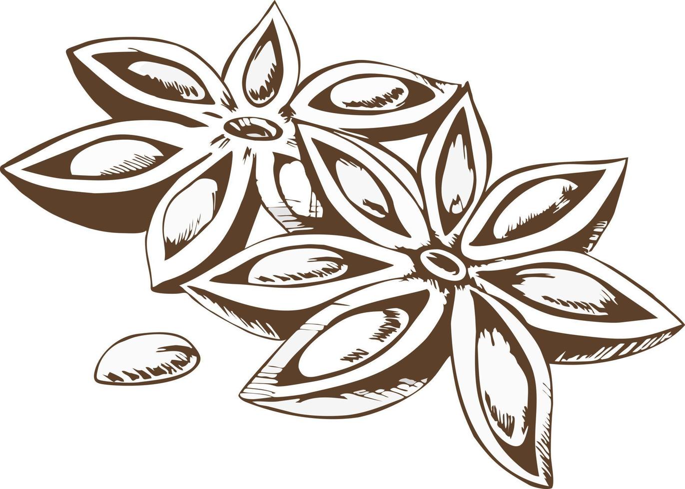 Hand drawn illustration of anise. Star anise vector