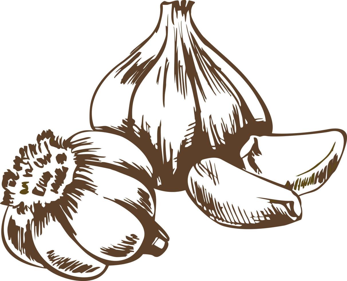 Vector hand-drawing garlic. Garlic cloves of garlic. Herbs and spices sketch retro illustration