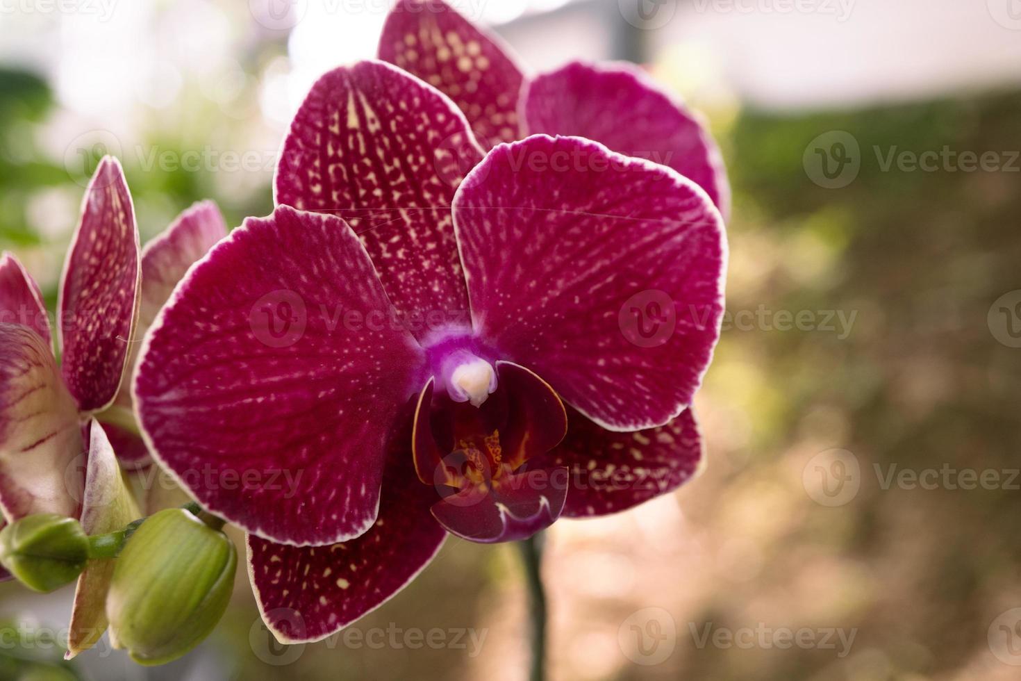 Close up photo of violet orchid flower when blossom on the flower garden. The photo is suitable to use for nature background flower poster and botanical content media.