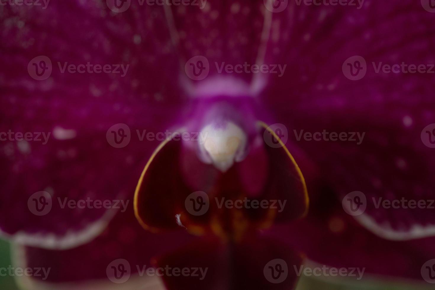 Close up photo of violet orchid flower when blossom on the flower garden. The photo is suitable to use for nature background flower poster and botanical content media.