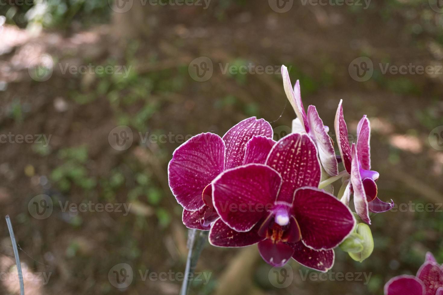 Close up photo of violet orchid flower when blossom on the flower garden. The photo is suitable to use for nature background flower poster and botanical content media.