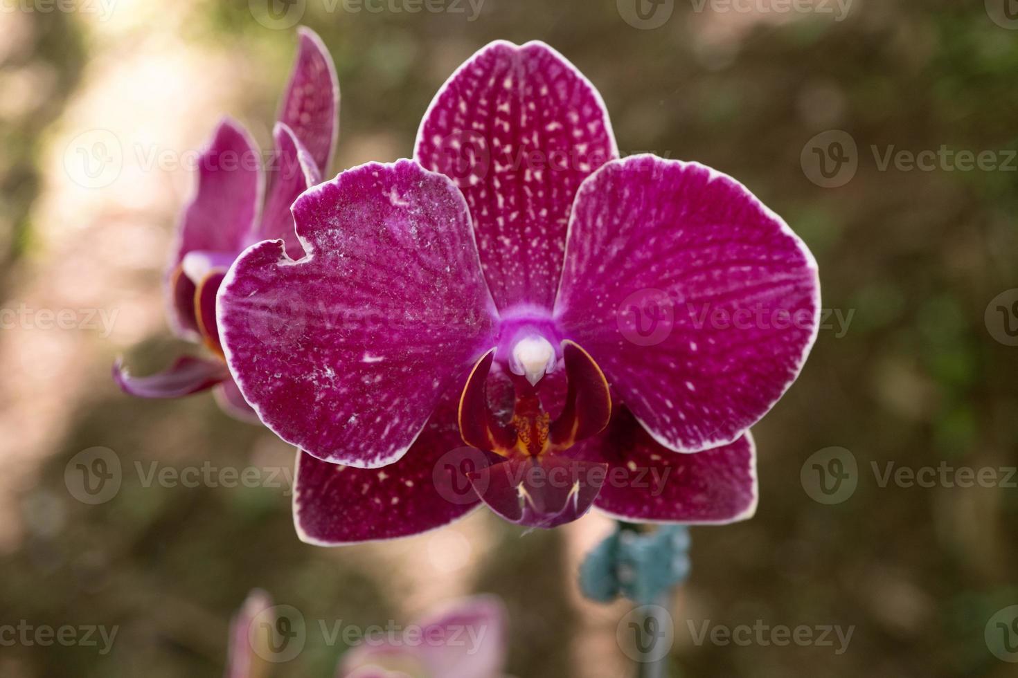 Close up photo of violet orchid flower when blossom on the flower garden. The photo is suitable to use for nature background flower poster and botanical content media.