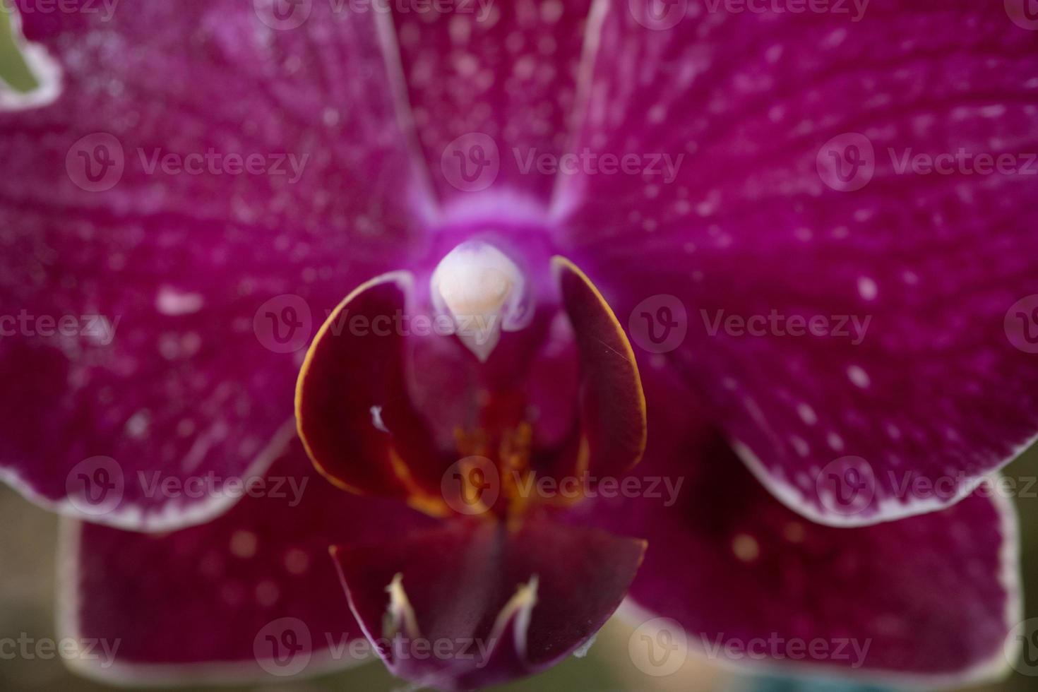 Close up photo of violet orchid flower when blossom on the flower garden. The photo is suitable to use for nature background flower poster and botanical content media.