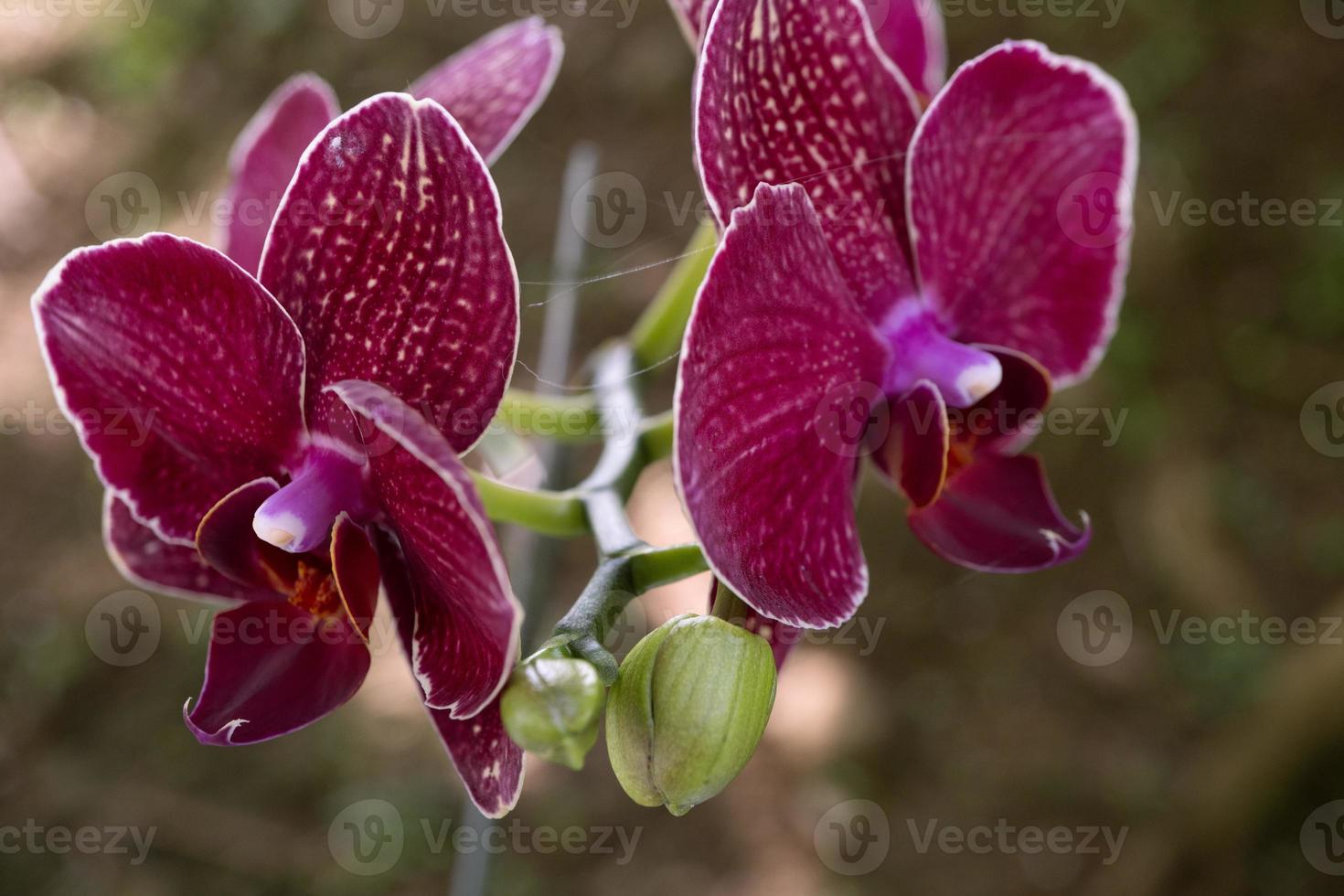 Close up photo of violet orchid flower when blossom on the flower garden. The photo is suitable to use for nature background flower poster and botanical content media.