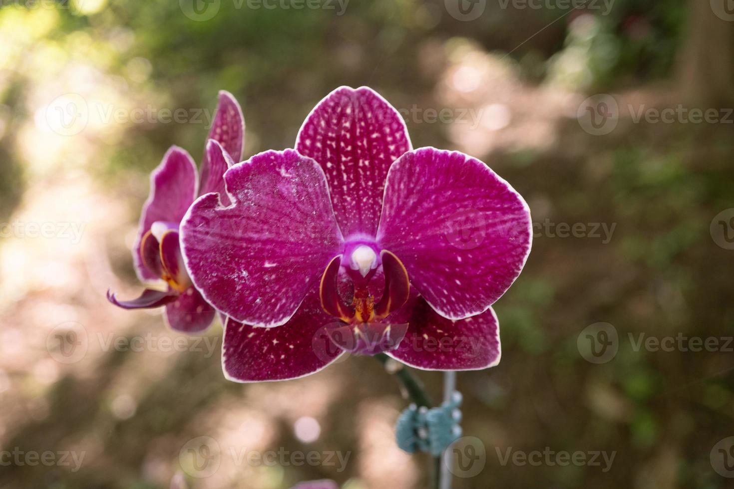 Close up photo of violet orchid flower when blossom on the flower garden. The photo is suitable to use for nature background flower poster and botanical content media.