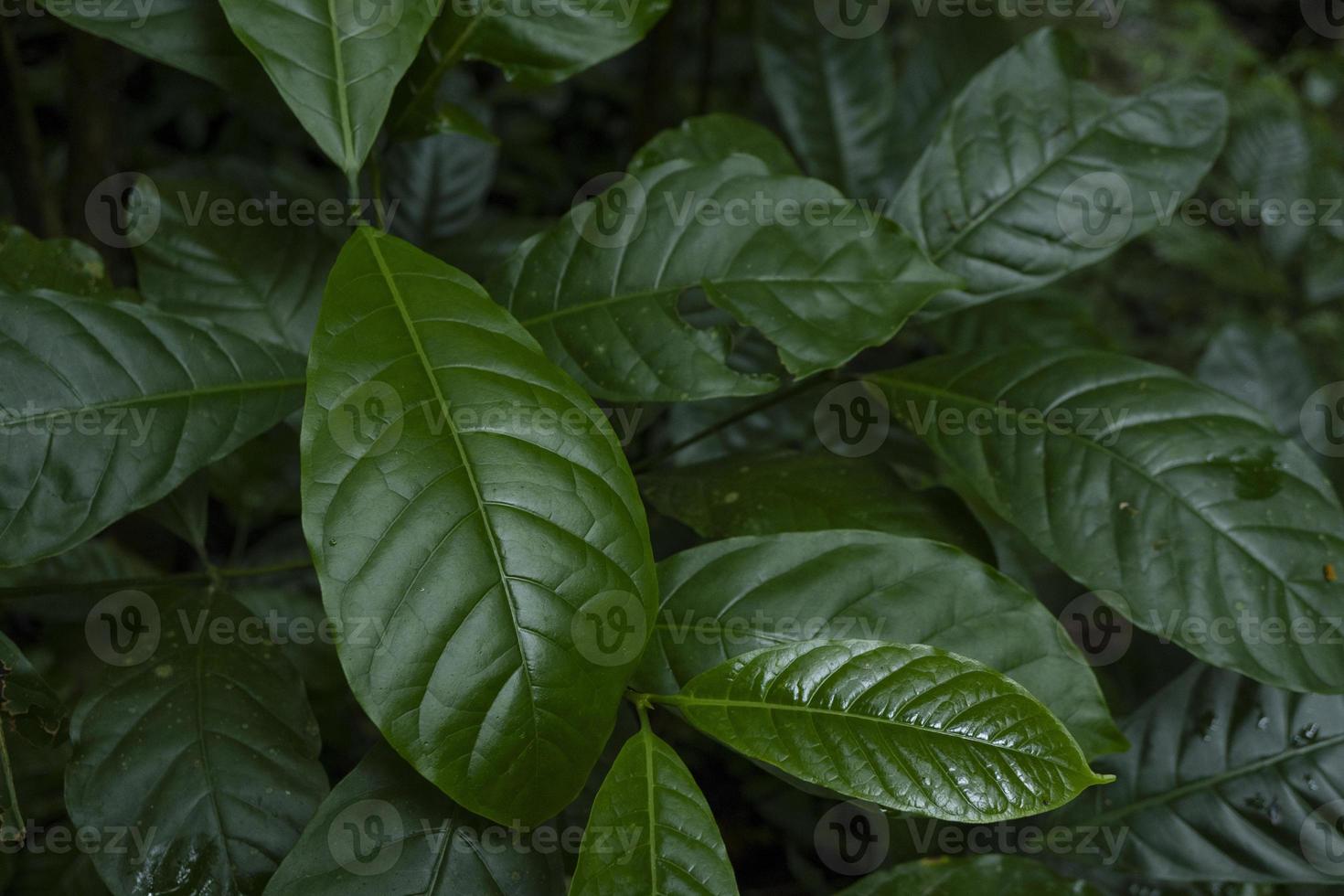 Close up of green leave background on rainforest. Photo is suitable to use for nature background, botanical poster and nature content media.