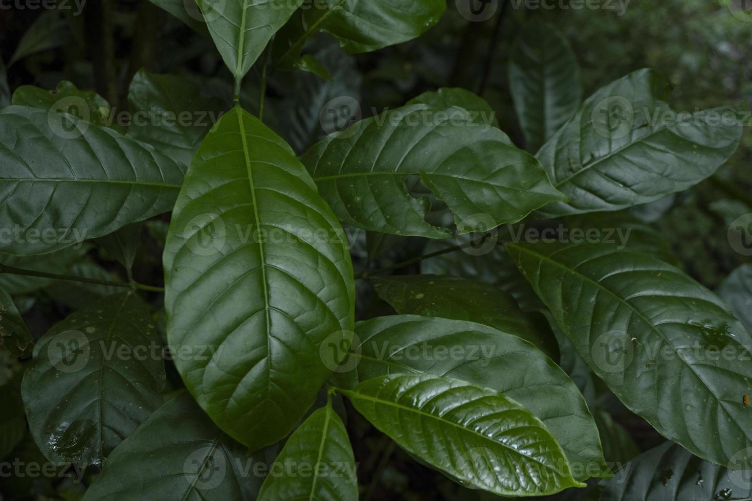 Close up of green leave background on rainforest. Photo is suitable to use for nature background, botanical poster and nature content media.
