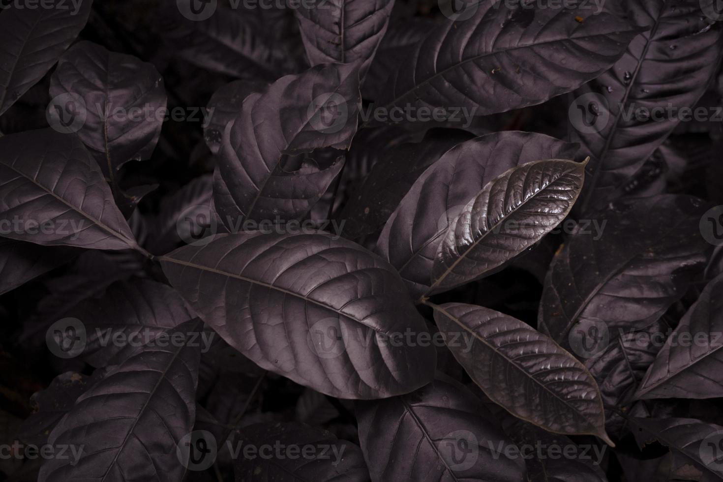 Close up of green leave background on rainforest. Photo is suitable to use for nature background, botanical poster and nature content media.