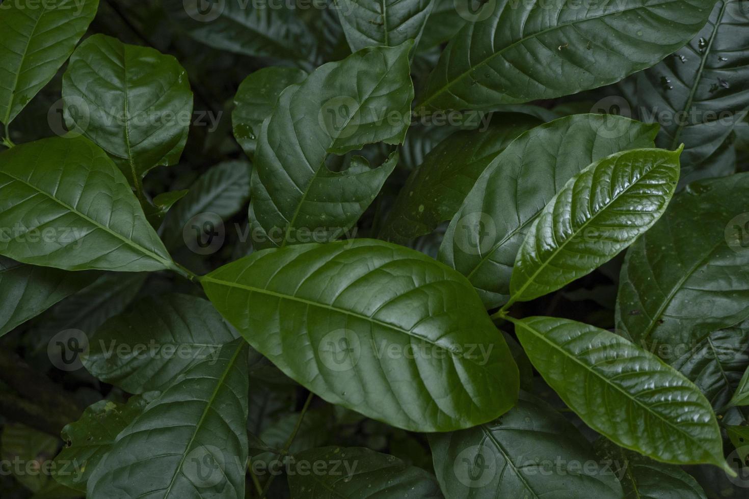 Close up of green leave background on rainforest. Photo is suitable to use for nature background, botanical poster and nature content media.