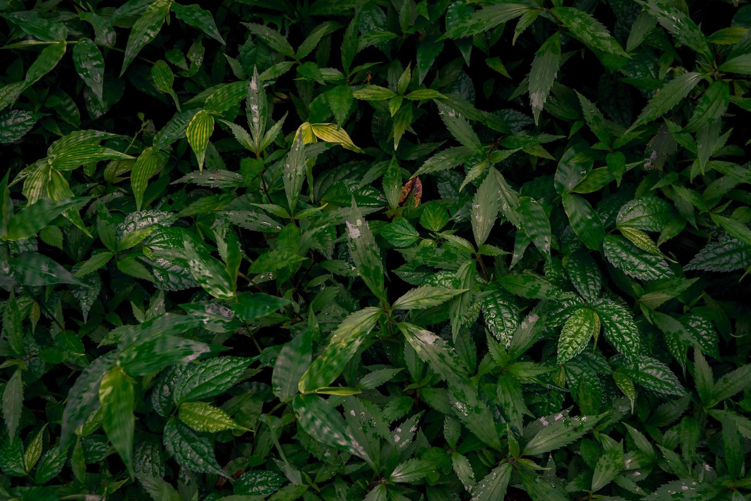 Close up of green leave background on rainforest. Photo is suitable to use for nature background, botanical poster and nature content media.