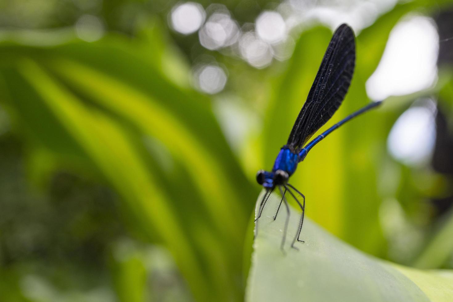 Close up photo of dragon fly over the green leave on the tropical forest. The photo is suitable to use for nature poster, wild life background and animal content media.