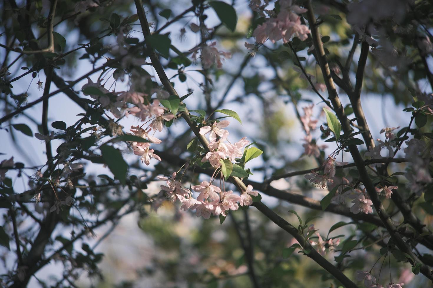 Pink and white peach blossoms on a peach tree photo