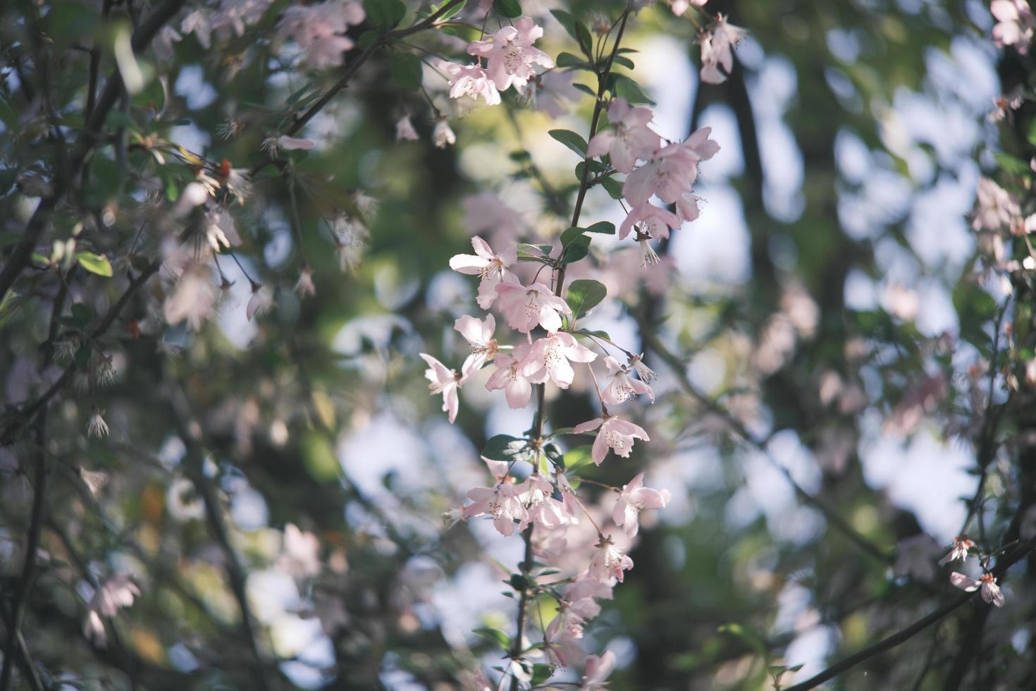 Pink and white peach blossoms on a peach tree photo