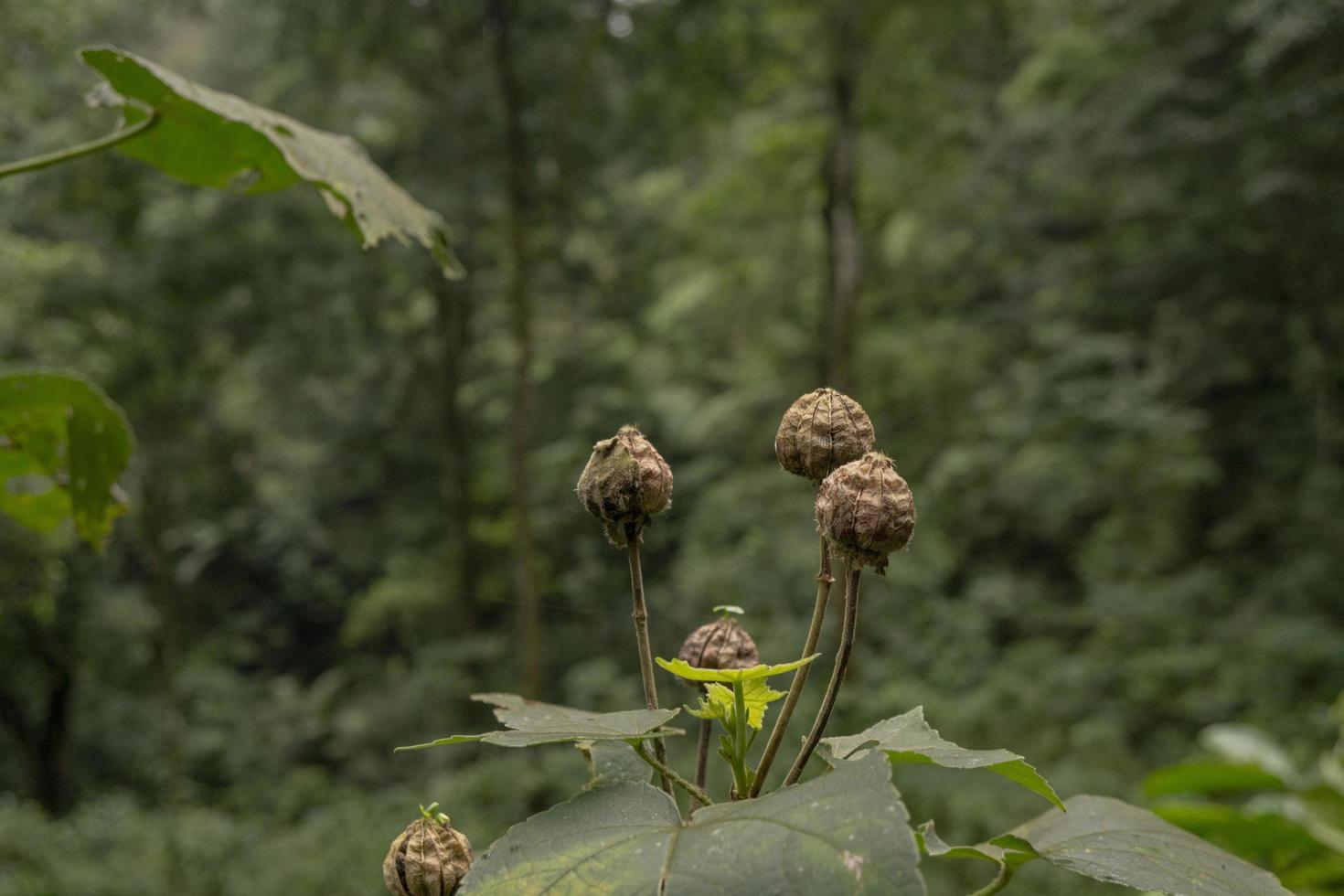 Close up photo of flower buds on the tropical forest when rainy season.