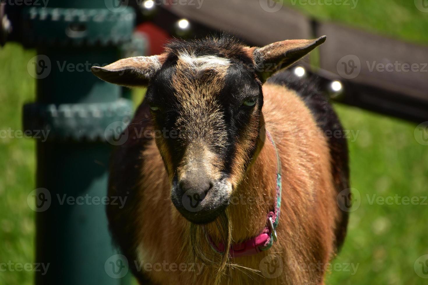 Amazing Look into the Face of a Goat photo