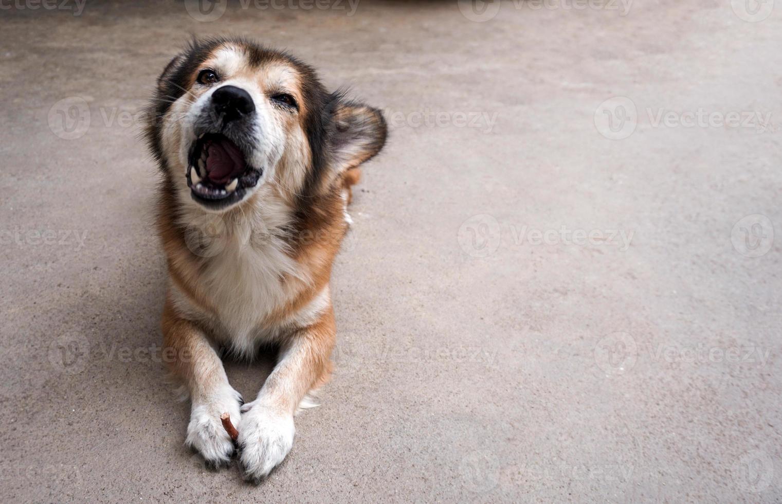 Portrait of brown dog on the concrete floor. photo