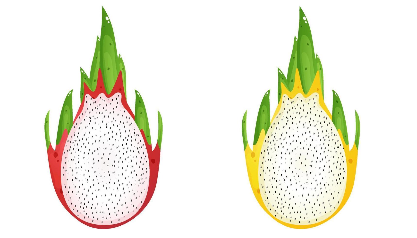 pink and yellow dragon fruit half. vector