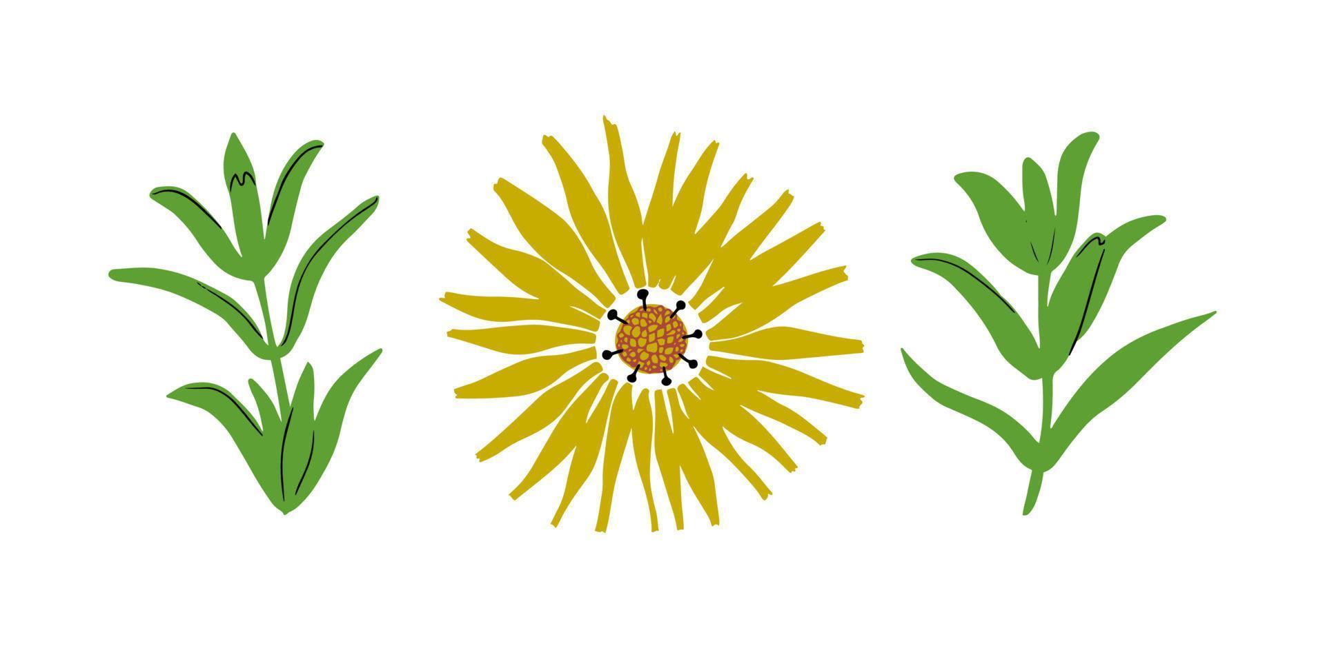 amarillo jardín caléndula flor con hojas. conjunto de botánico floral elementos. mano dibujado vector ilustración.