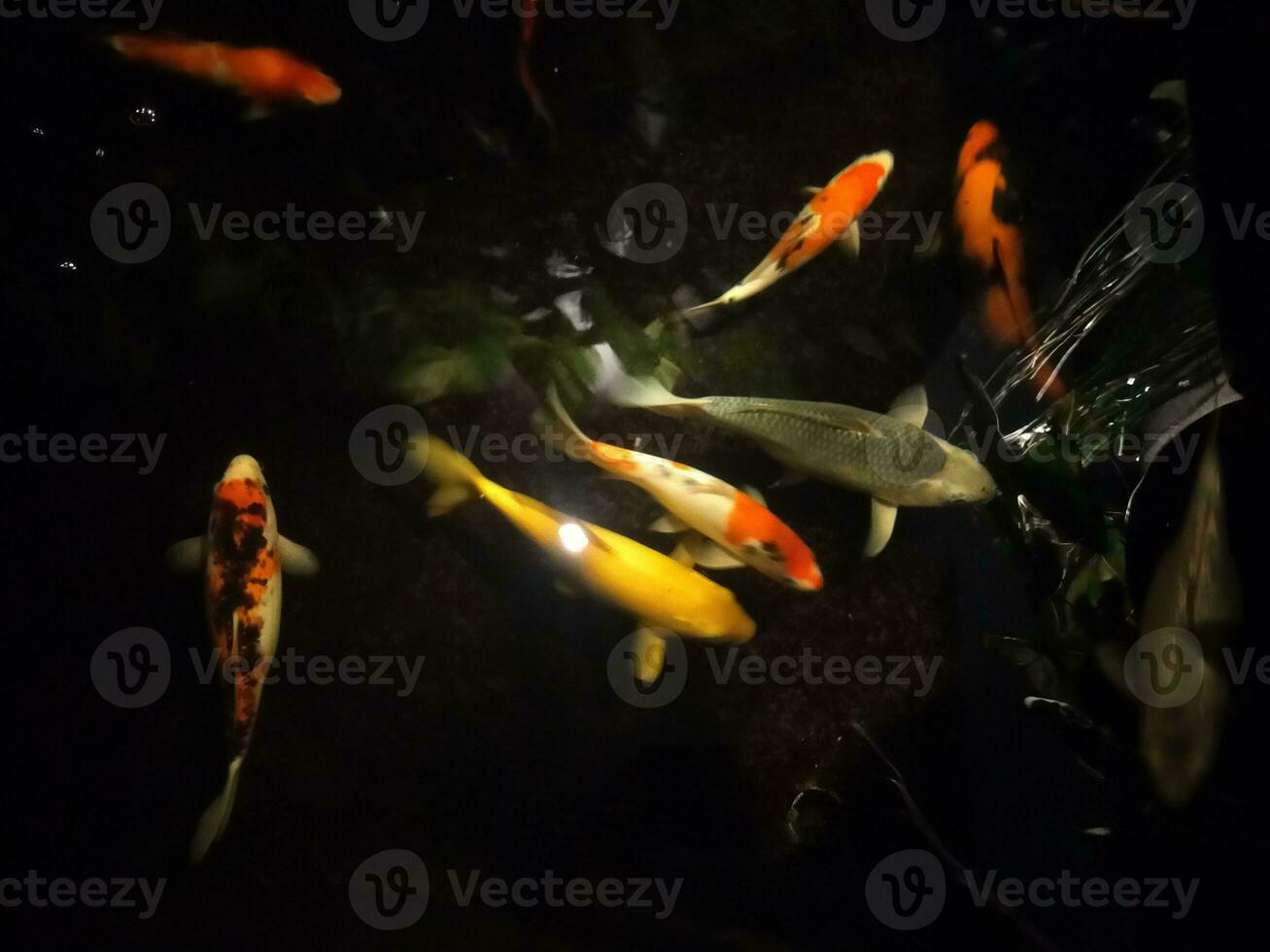 koi fish a beginner's guide to choosing,feeding,and maintaining your colorful pond pets photo