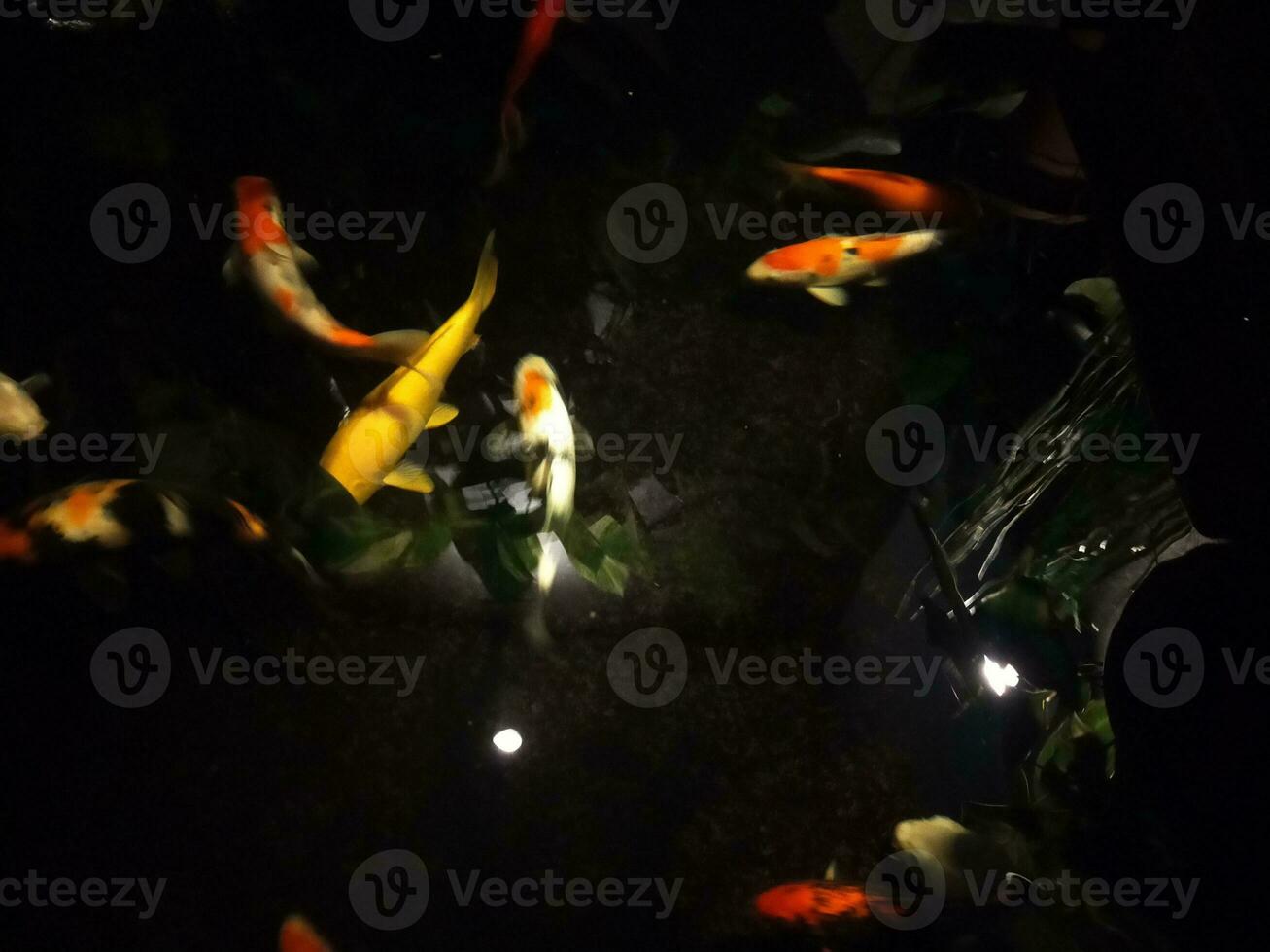 koi fish a beginner's guide to choosing,feeding,and maintaining your colorful pond pets photo