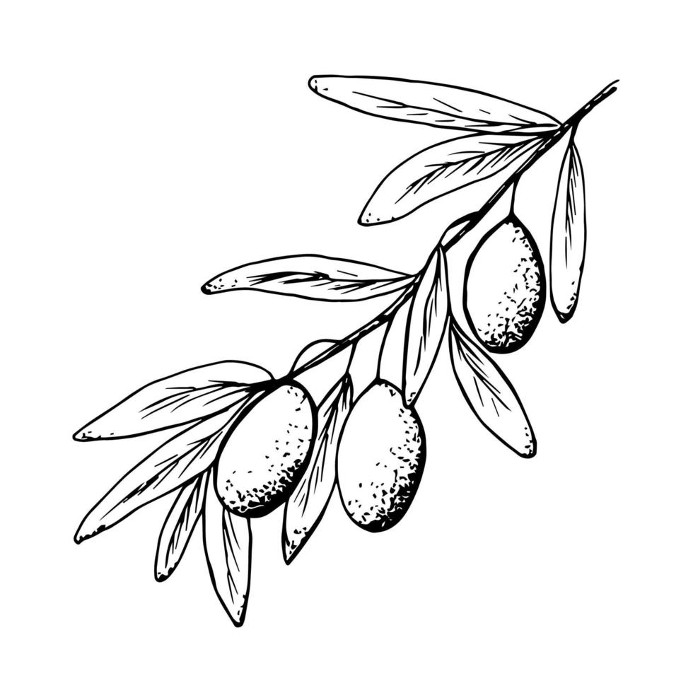 Hand-drawn in black outline, ink vector drawing isolated on a white background. Olive tree branch, foliage. For menu design, products, kitchen utensils, dishes, recipes.