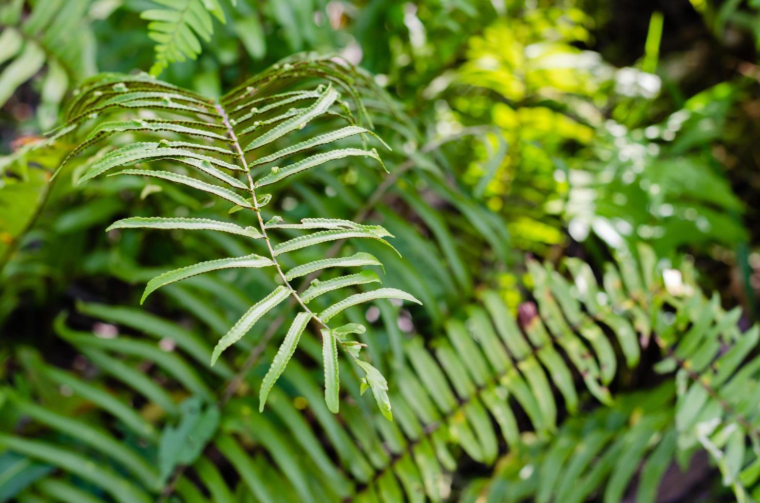 verde hojas de helecho en natural foto