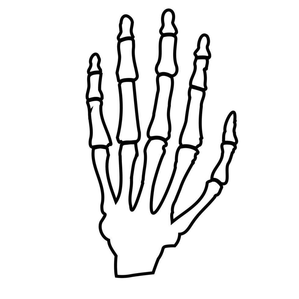 Bones of the human hand.Human anatomy vector