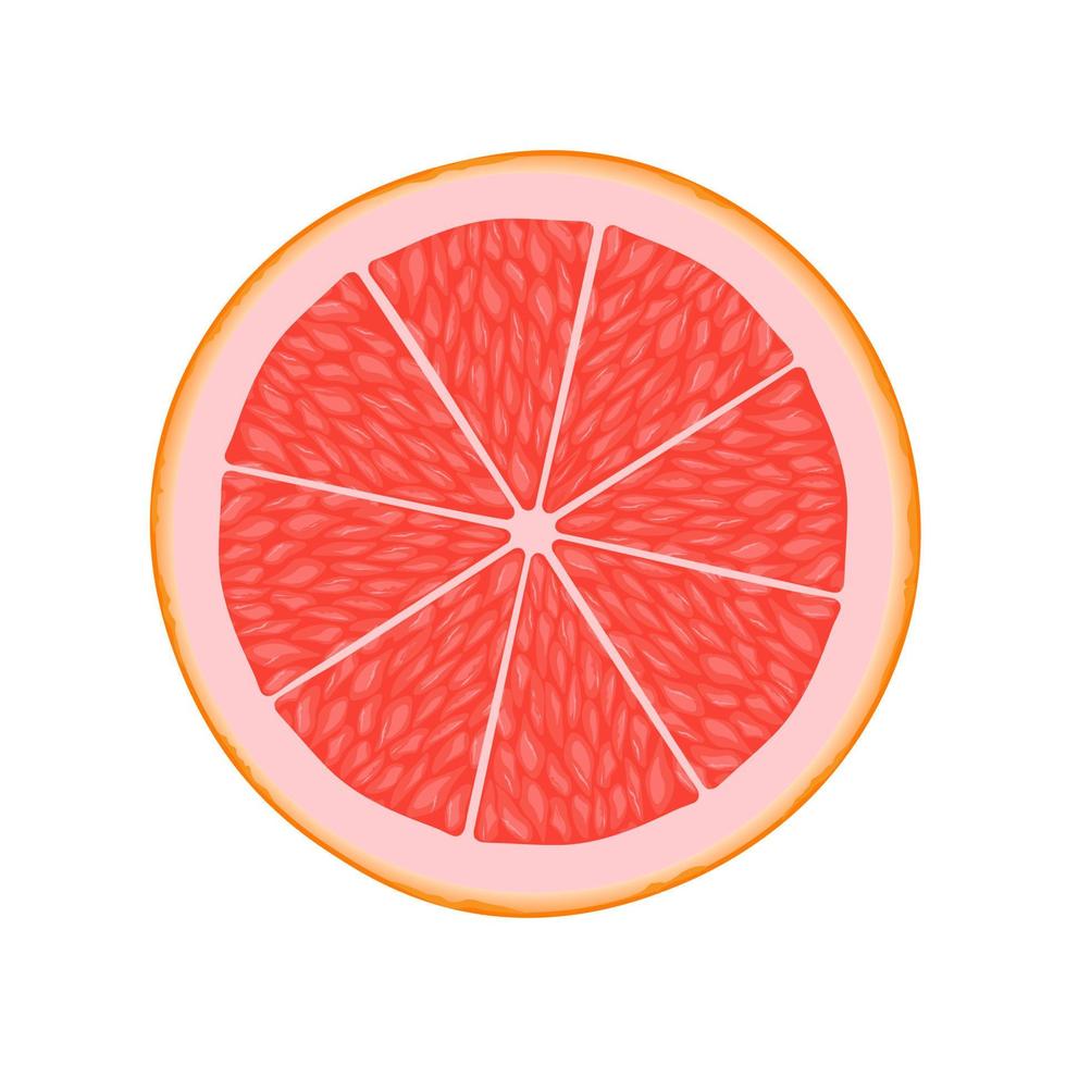 Grapefruit slice illustration for web isolated on white background vector