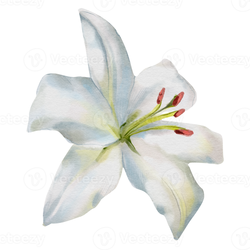 vattenfärg vit lilja illustration elegant och delikat botanisk konst png