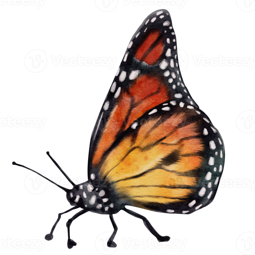 Vibrant Monarch Butterfly Watercolor Illustration. A Colorful Symbol of Freedom and Metamorphosis png