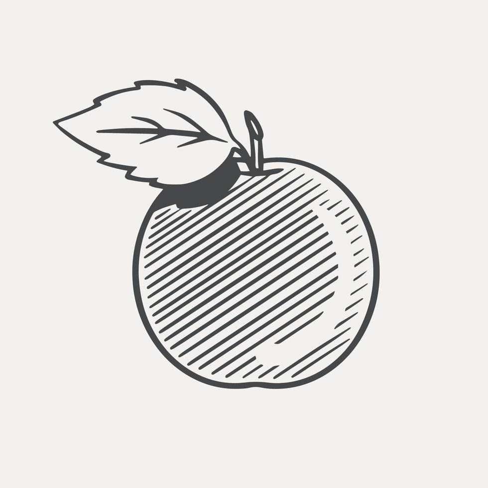 Sketch of an apple. Made by hand, ink drawing. Breakfast for school. Isolated on white background. Vector. vector
