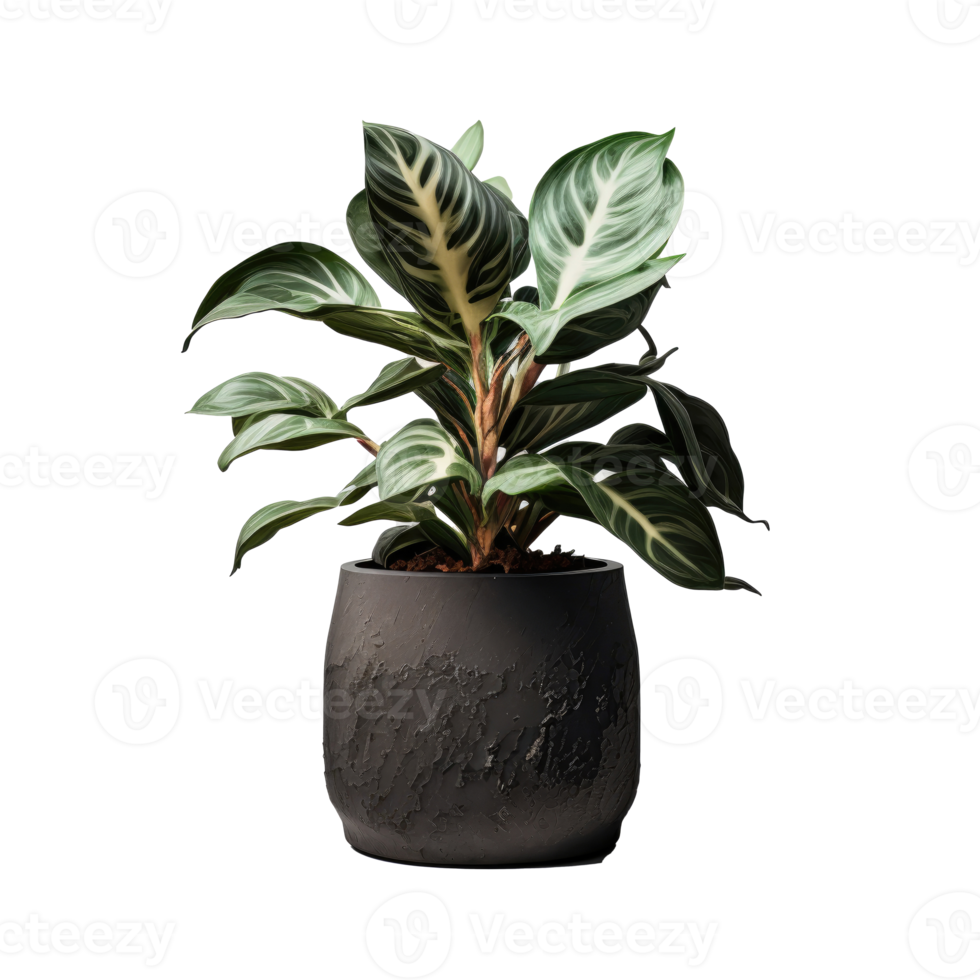 Home Plant in Pot cutout png