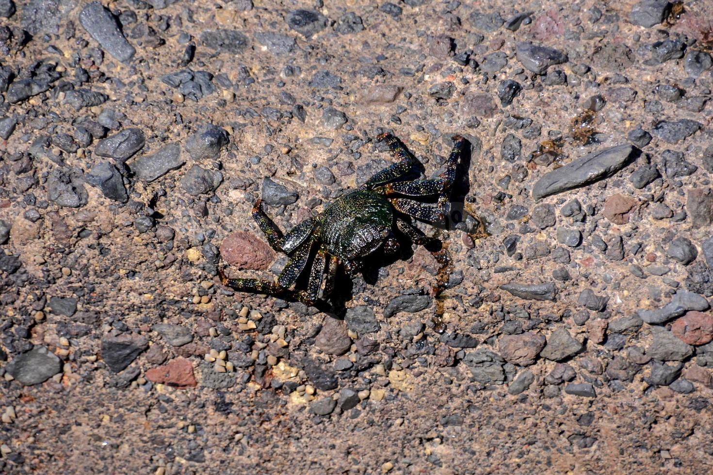 cangrejo en las rocas foto