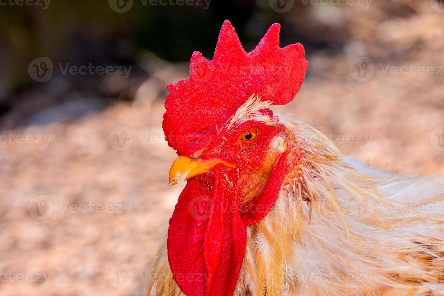 Chicken close up photo