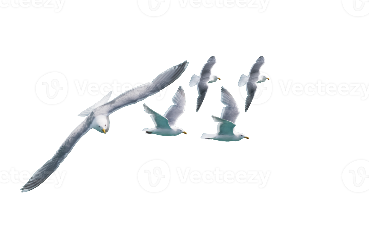 A PNG file of A Seagull group flying. Flock of birds flying isolated no background ready to use for design.