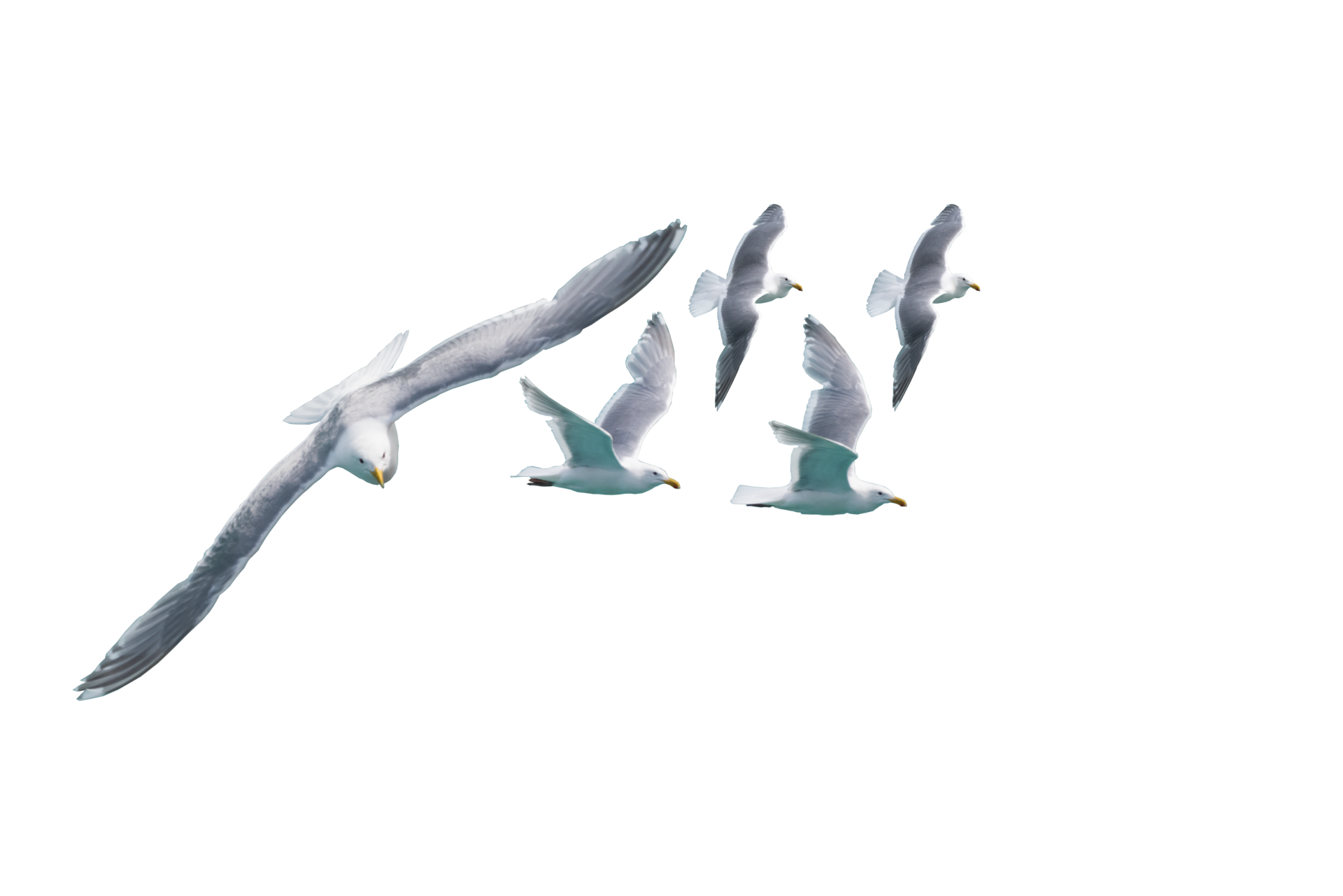 A PNG File Of A Seagull Group Flying Flock Of Birds Flying Isolated No 
