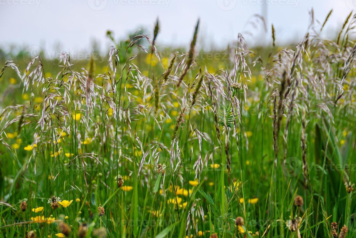 Field of wheat photo