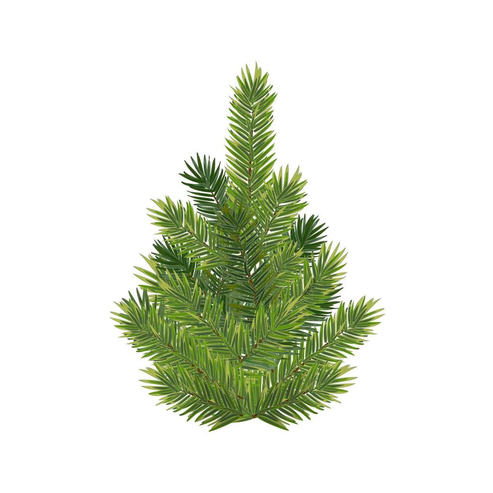 Realistic christmas tree and fluffy green pine tree branch vector