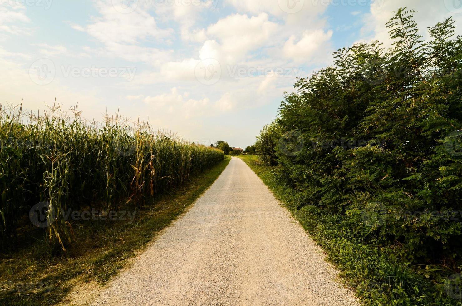 Field of crops photo